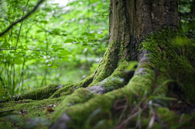 curso de medio ambiente